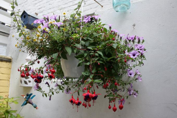 Option decoration hanging baskets. The protagonists - fuchsia and petunia