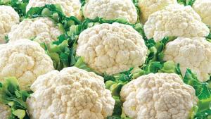As easy to grow cauliflower. Little cultivation tricks without which no crop will be.