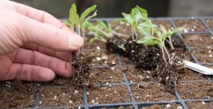 Swooping seedlings without errors.
