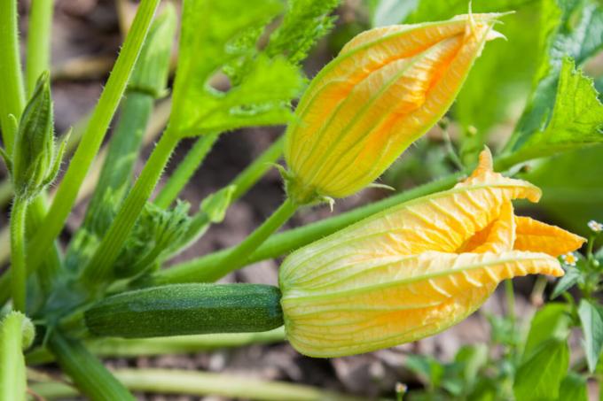 Zucchini flower. Photo for illustration is taken from the internet