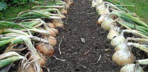 Vereisky method of growing onions famous for high yields.