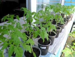 When and how to properly plant tomato seedlings