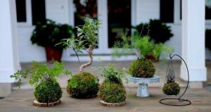 Kokedama with his hands or as a cheap and unusual to add style and living accents in the interior of his house