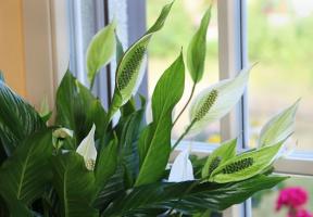 Spathiphyllum and Anthurium: omens and superstitions naughty