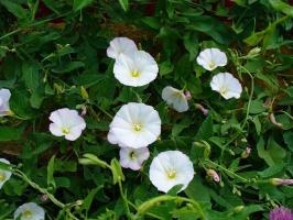 How to get rid of bindweed in the garden