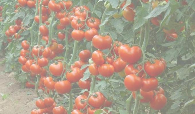 Rich tomato crop. Photo from the Internet