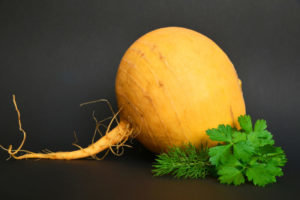 The turnips useful for the organism, properties and contraindications