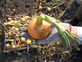 5 binding rules when planting before winter onions.