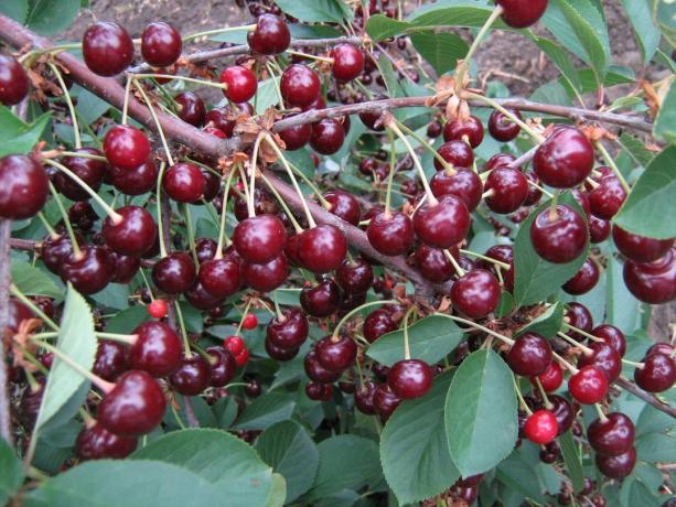 Harvest cherries. Photo for the article are taken from the internet