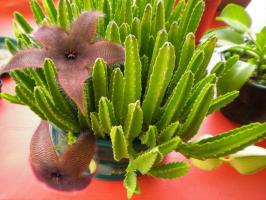 Stapelia: cultivation, care and propagation