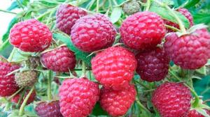 Mandatory crop of raspberry bushes in September for a rich harvest in the next year