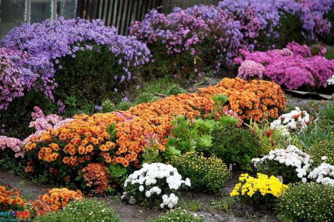 EXAMPLE fall flowerbed