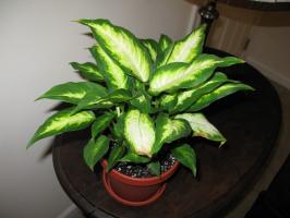 The basic rules of care for dieffenbachia at home