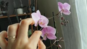 As pollinate Phalaenopsis at home. professional advice