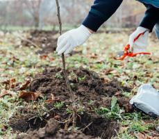 Planting of trees in autumn: agricultural machinery and nuances