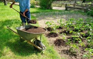Organic fertilizer in the garden: 5 best one without chemistry