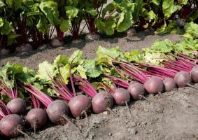 Do not be late to harvest beets. When the time for the harvest
