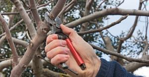 Cut the apple in the fall, for the abundant harvest next year.