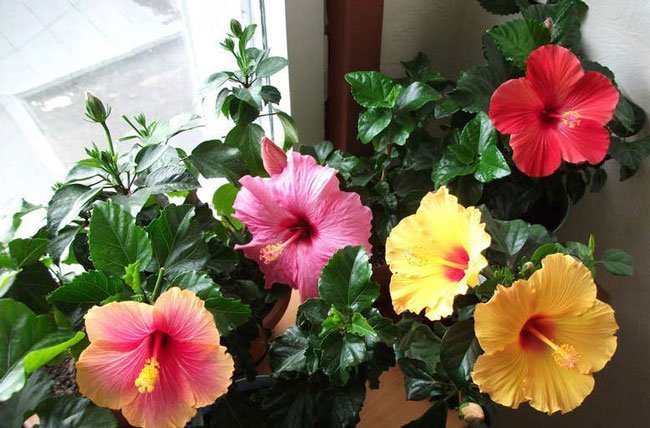 Hibiscus blooming on the windowsill. Photo from the Internet