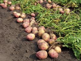 In the fight for big and tasty potatoes: the care and feeding of the latter in August