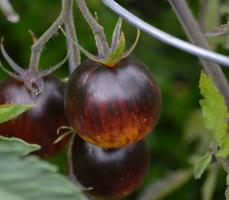 Rare tomatoes. 6 best grades