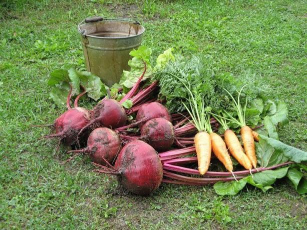 Harvest carrots and beets