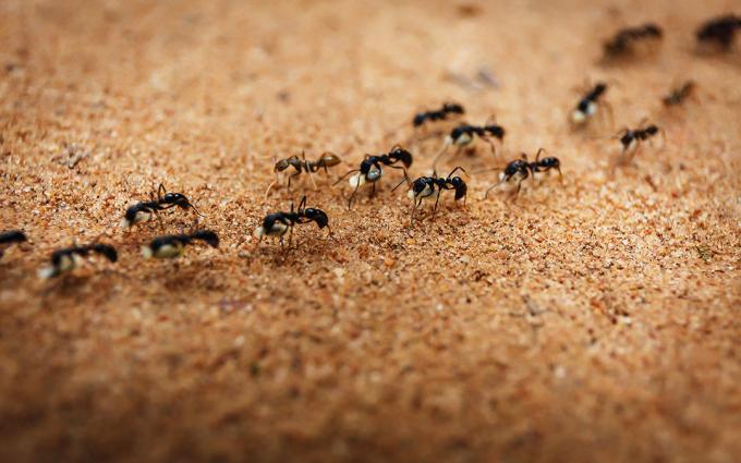 Banishes ants with salt | ZikZak