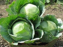 Because of what the crack cabbage in the beds, the solution