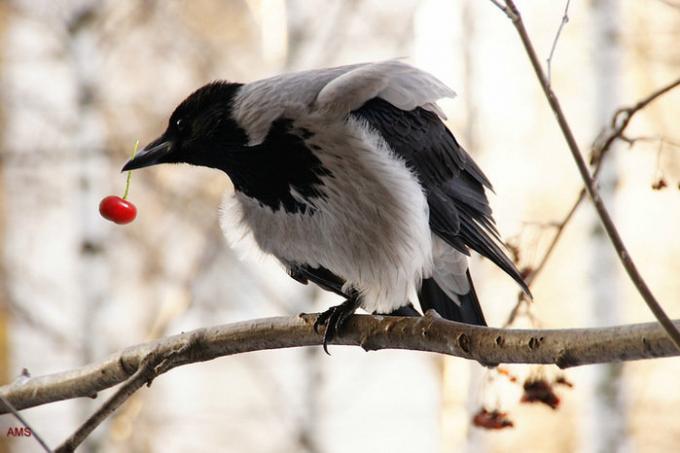 Crows and magpies are very like to eat berries. Illustrations for an article taken from the internet