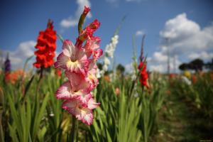 Gladiolus flower arrow released - it's time to feed