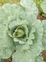 Remove the leaves from the cabbage in August. Forming dense heads of cabbage