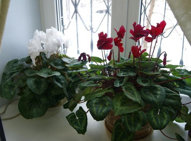 Very beautiful and very grown cyclamen. Photo from the Internet