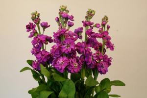 I decided - sow! What good gillyflower - a flower that blooms and fragrance delights