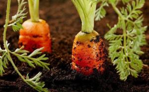 How to plant carrots, sprouts appeared to 5 days and did not have to thin out.