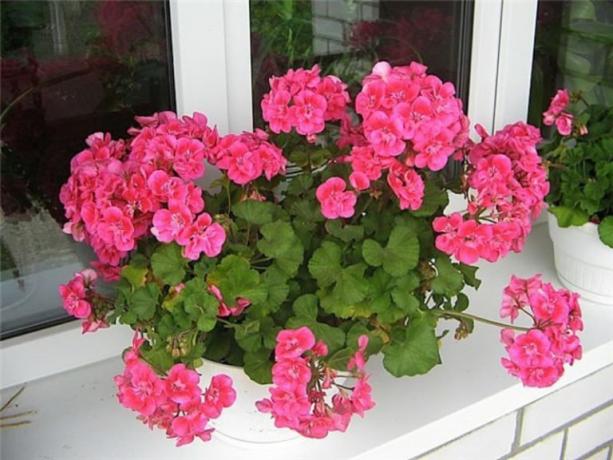 Geranium - my favorite houseplant. Photo for the article are taken from the internet