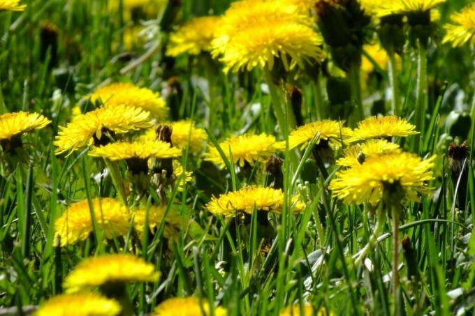 Now, in May, he covered the lawn of bright yellow carpet of spring dandelions. Photo: Internet