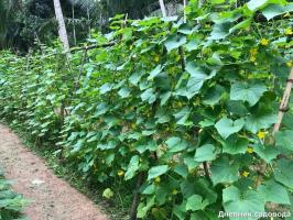 Close to what crops can not be planted cucumbers