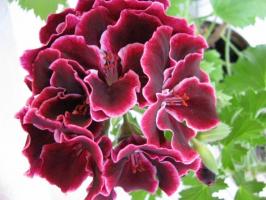 Royal Pelargonium: rules of cultivation and care