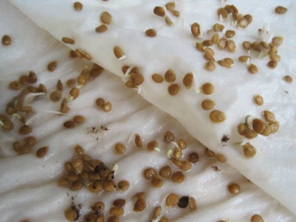 So look carrot seeds after treatment. Photos from tsvetydoma.ru
