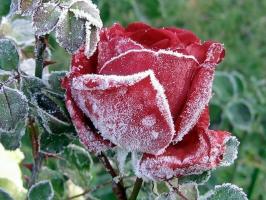 Prepare roses for winter: how to temper what and what to conceal, how to trim. How color influences the frost