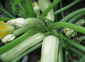 How do I get an early crop of zucchini in early June.