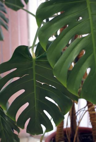 Tropical monstera leaves - well-recognized form