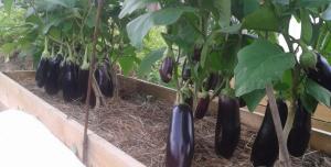 Superfunds for dressing tomatoes, peppers, eggplants and cucumbers in August. increase crop