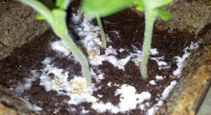 How to get rid of mold on seedlings.