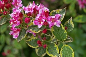 What is remarkable shrubs Weigel? How to create a pink extravaganza in the country - 2 for 1 flowering season