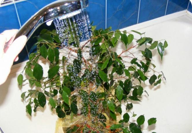 Ficus benjamina is not pleasant, and overflow, and drought: the leaves will fold instantly! Photo: krrot.net