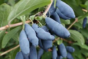 The secrets of growing big and sweet honeysuckle