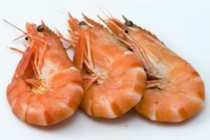 The shrimp are useful for the human body