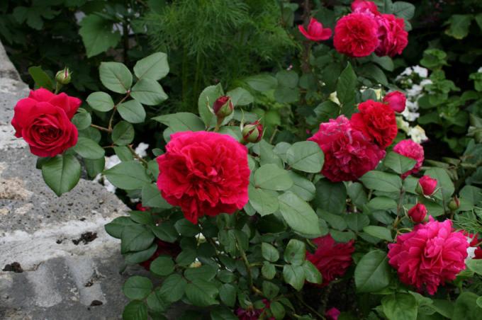 Besides fertilizing, rose and require proper care. Do not neglect it! (Alleyann.ru)