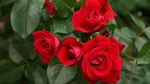 Fertilizing and watering of roses to a long blooming